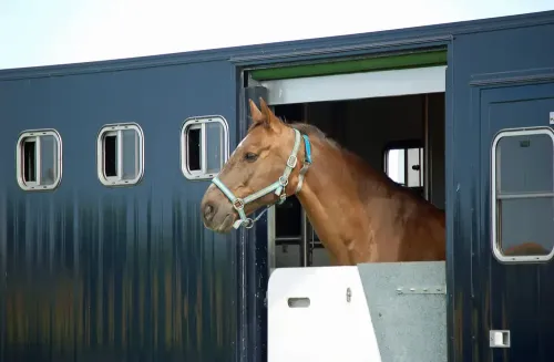 Imagem do Post Dicas para transporte de cavalos