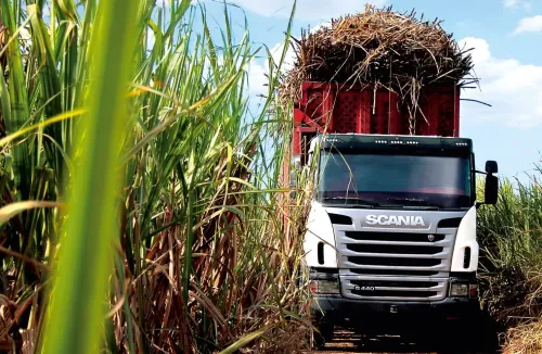 Imagem do Post Dicas para transporte de cana de açúcar