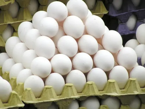 Imagem do Post Desafio no transporte de ovos no Brasil