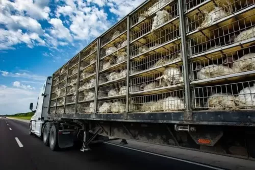 Imagem do Post Como Fazer Transporte de Cargas Vivas